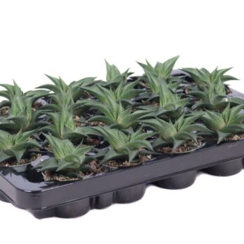 Haworthia limifolia twist