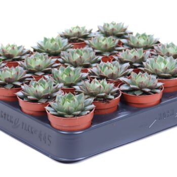 Echeveria Parva