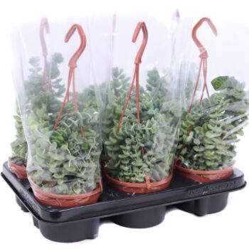 Crassula marnieriana hottentot (hanging)