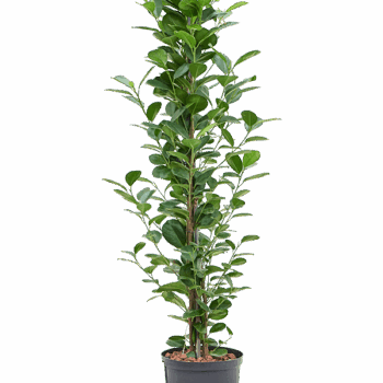 Ficus microcarpa 'Moclame' Tuft