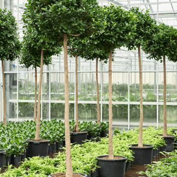 Ficus microcarpa 'Moclame' Stem