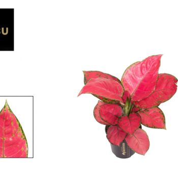 Aglaonema Red Joy