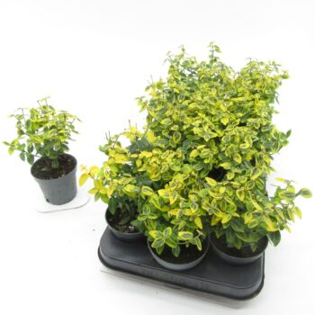 Euonymus Emerald Gold