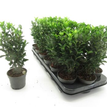 Euonymus Green Spire