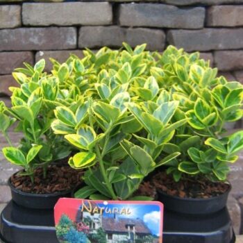 Euonymus Marieke