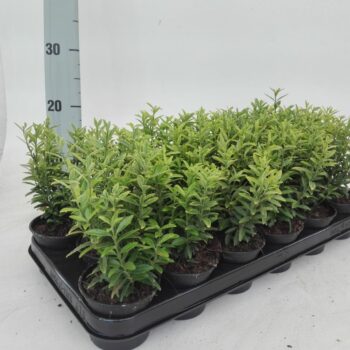 Euonymus Micro Aureo var