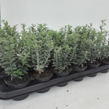 Euonymus Micro Albovar