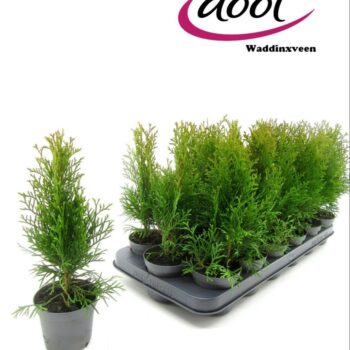 Thuja Smaragd