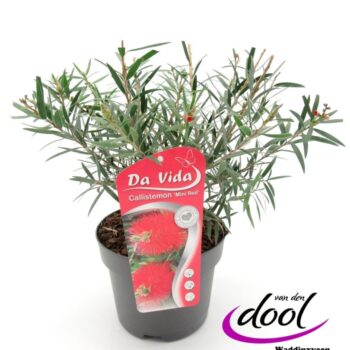 Callistemon Mini Red
