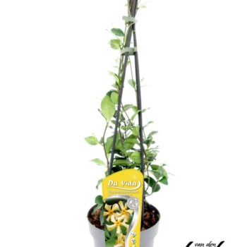 Trachelospermum Star of Toscane