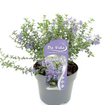 Ceanothus Blue Passion