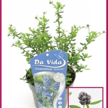Ceanothus imp. Victoria