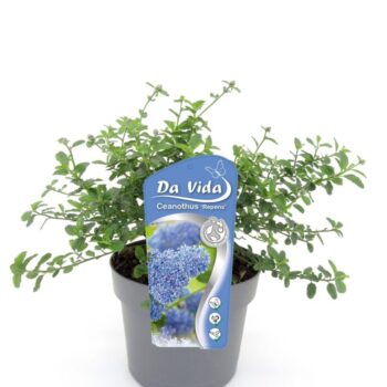 Ceanothus thyr. Repens