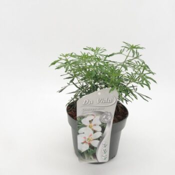 Choisya White Dazzler