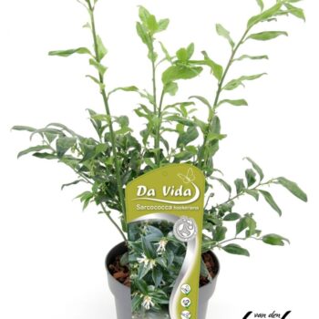 Sarcococca hookeriana