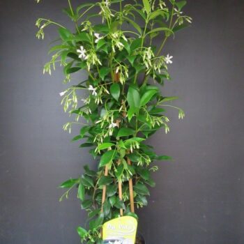 Trachelospermum jasm. White Toscane