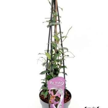 Trachelospermum jasm. Pink Toscane