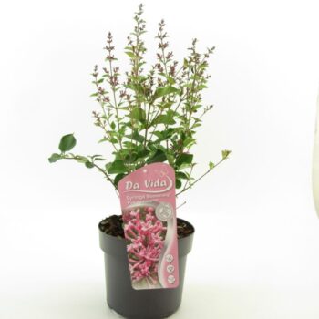 Syringa Bloomerang Pink Perfume