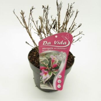 Weigela All Summer Monet