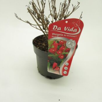 Weigela All Summer Red