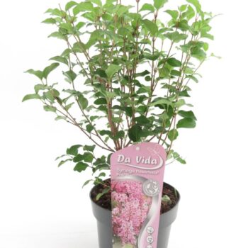 Syringa Flowerfesta Pink