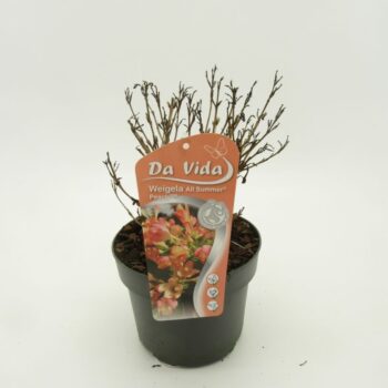 Weigela All Summer Peach