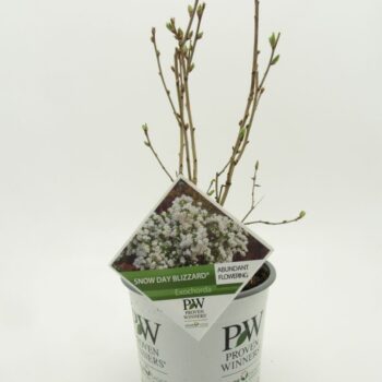 Exochorda Snowday Blizzard