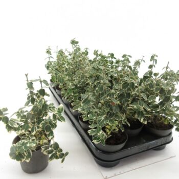 Euonymus Emerald Gaiety