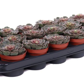 Echeveria brown rose