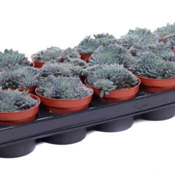 Echeveria rundelli 8,5 cm