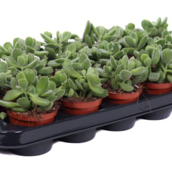 Cotyledon Ladysmithiensis