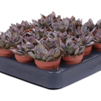 Echeveria Black Prince