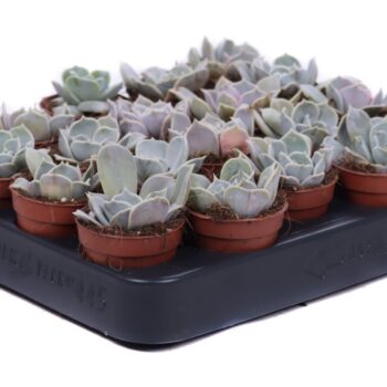 Echeveria lilacina 5,5 cm