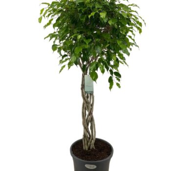 Ficus Benjamina  Exotica