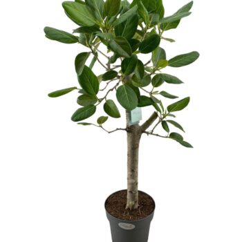 Ficus Benghalensis Audrey