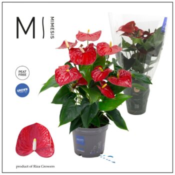 Anthurium Red