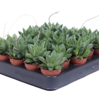 Haworthia Cymbiformis