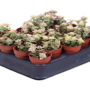 Crassula perforata variegata