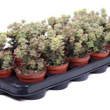 Crassula perforata variegata