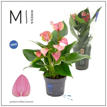 Anthurium Joli