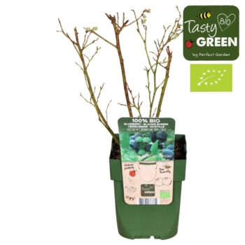 Vaccinium corymbosum 'Bingo Blue' Bio P13