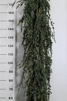 Cedrus l. 'Blue Fountain'