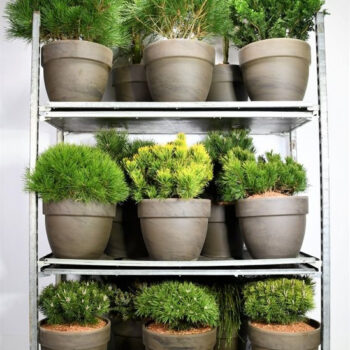 Coniferen gemengd in keramiek