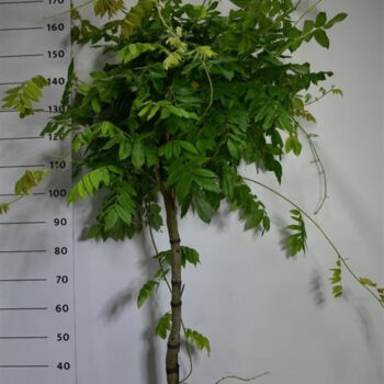 Wisteria brach. 'Yokohama fuji'