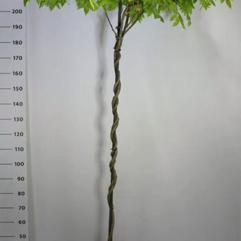 Wisteria brach. 'Yokohama fuji'