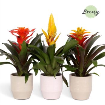Bromelia Green Palma