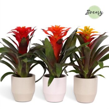 Guzmania Green Palma