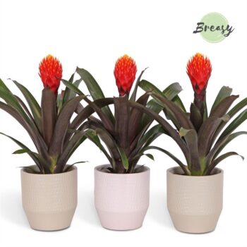 Guzmania Rockyflower Tala Palma