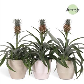 Ananas Mi Amigo Palma