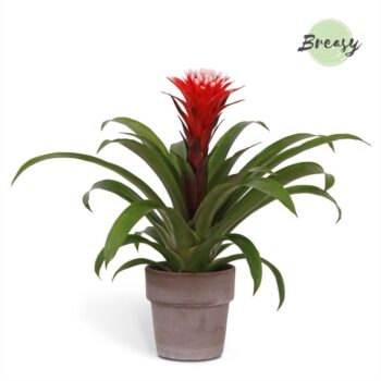 Guzmania Rockyflower Hope Toscana